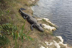 alligator1