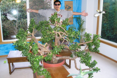 myjadeplant